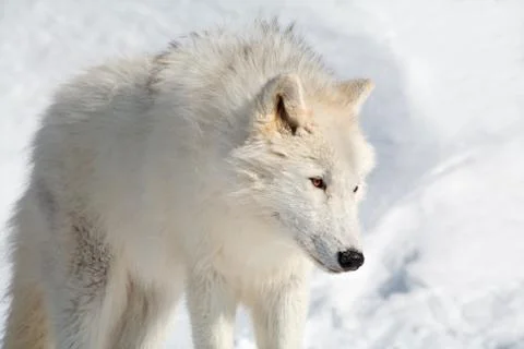 Arctic wolf in the snow Stock Photos
