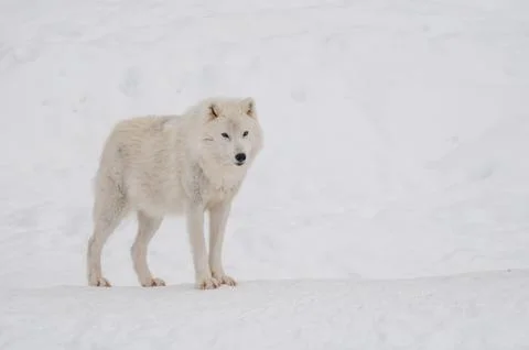 Arctic wolf in the snow. Stock Photos