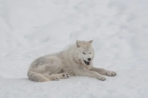 Arctic wolf in the snow. Stock Photos