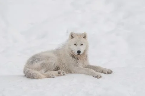 Arctic wolf in the snow. Stock Photos