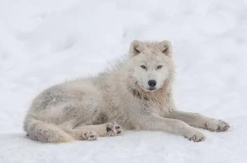 Arctic wolf in the snow. Stock Photos