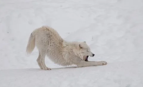 Arctic wolf in the snow. Stock Photos