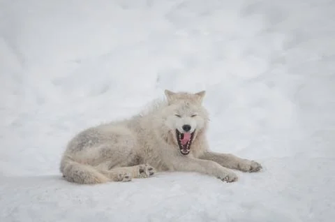 Arctic wolf in the snow. Stock Photos