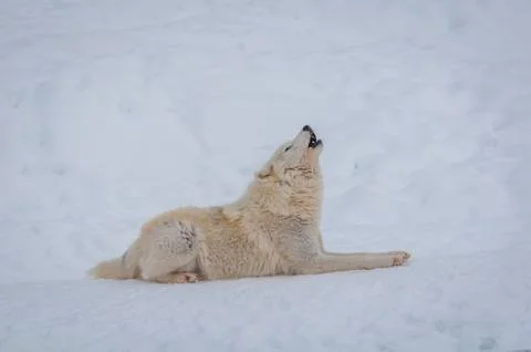 Arctic wolf in the snow. Stock Photos