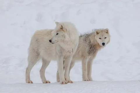 Arctic wolf in the snow. Stock Photos