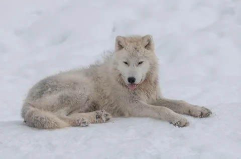 Arctic wolf in the snow. Stock Photos