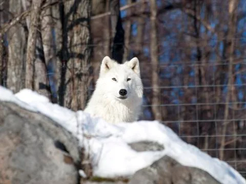 Arctic wolf in the snow Stock Photos