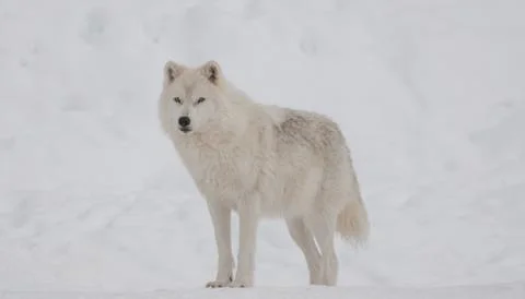 Arctic wolf in the snow Stock Photos