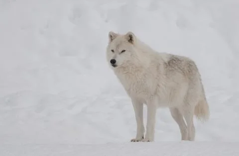 Arctic wolf in the snow Stock Photos