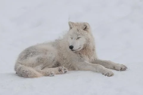 Arctic wolf in the snow Stock Photos