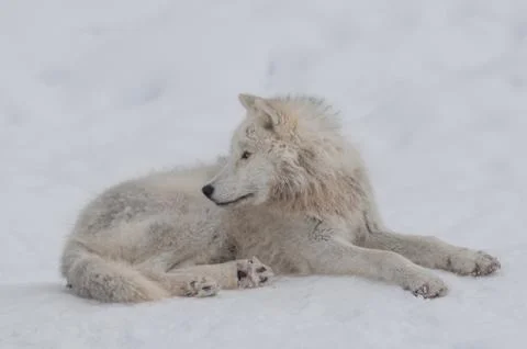 Arctic wolf in the snow Stock Photos