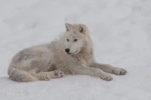 Arctic wolf in the snow Stock Photos