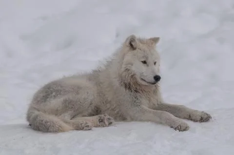 Arctic wolf in the snow Stock Photos