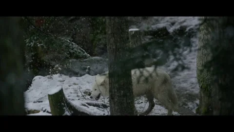 Arctic wolf in snowfall Stock Footage 270774967