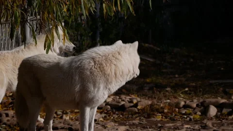 Arctic wolf is standing with another wolf in the background. The wolf in the Stock Footage 293077874