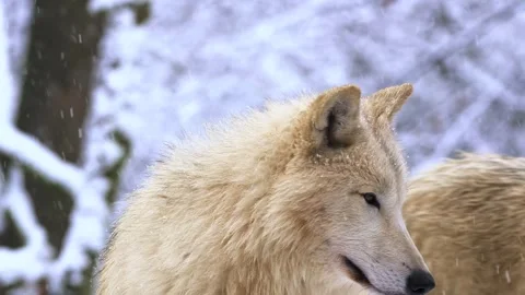 Arctic wolf standing in falling snow closeup looking around during winter season Stock Footage 340861384