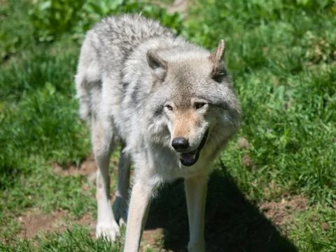 Arctic wolf in summer Stock Photos