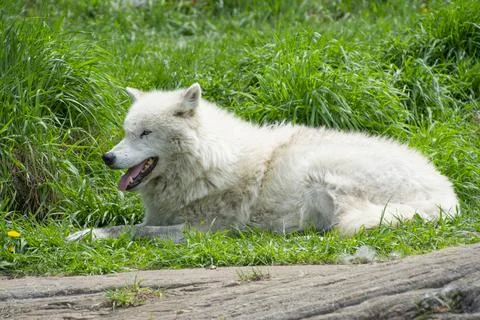 An Arctic Wolf in summer. Stock Photos