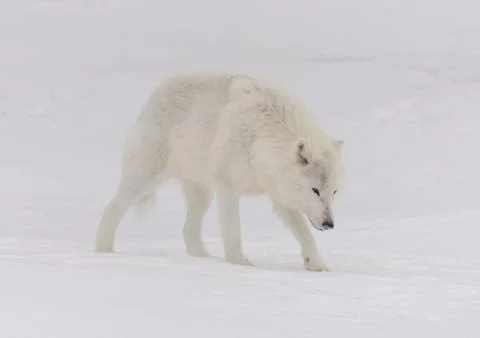 Arctic wolf tracking in the snow Stock Photos