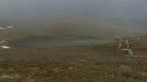 Arctic Wolf in Tundra. Stock Footage 38847663