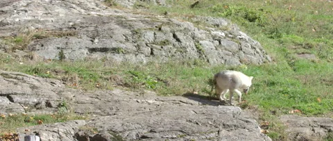 Arctic wolf turning back to camera on summer terrain Stock Footage 140266700