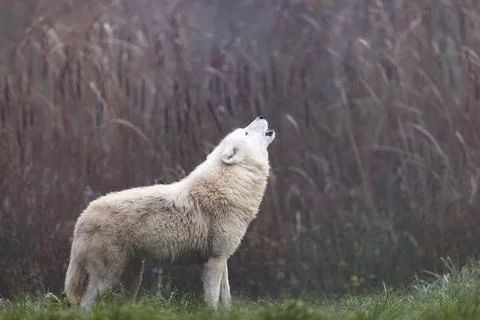 Arctic wolf walking in a forest Stock Photos