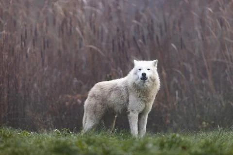 Arctic wolf walking in a forest Stock Photos