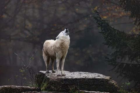Arctic wolf walking in a forest Stock Photos