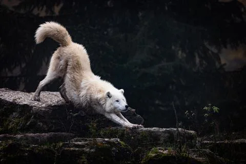 Arctic wolf walking in a forest Stock Photos