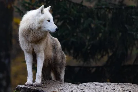 Arctic wolf walking in a forest Stock Photos