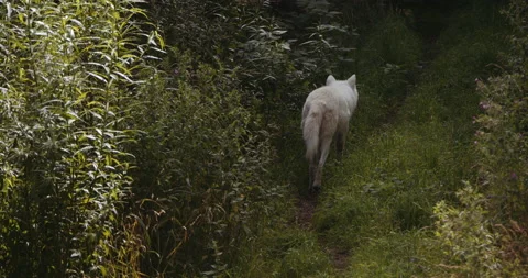 Arctic Wolf Walking To Join It'S Pack In Safari Park Video stock 142633104
