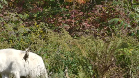 Arctic wolf walking through an autumn forest in extreme slow motion Stock Footage 140266619