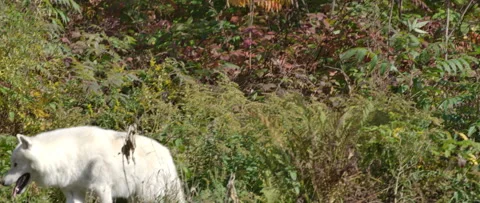 Arctic wolf walking through an autumn forest slow motion Stock Footage 140266724