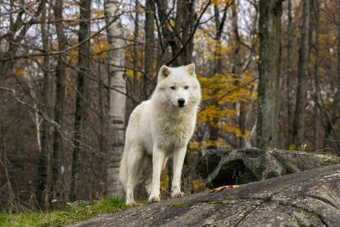 An Arctic Wolf watching. Stock Photos