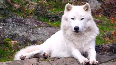Arctic Wolf, white wolf Stock Photos