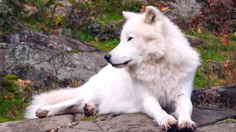Arctic Wolf, white wolf Stock Photos