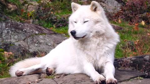Arctic Wolf, white wolf Stock Photos