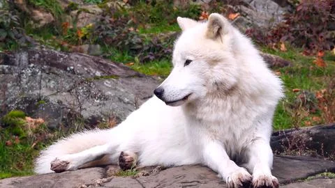 Arctic Wolf, white wolf Stock Photos