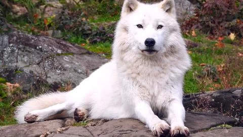 Arctic Wolf, white wolf Stock Photos