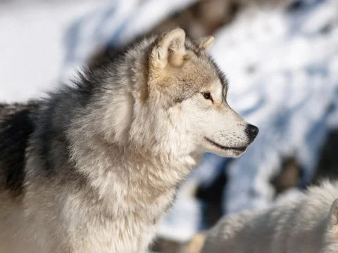 Arctic wolf in winter Stock Photos