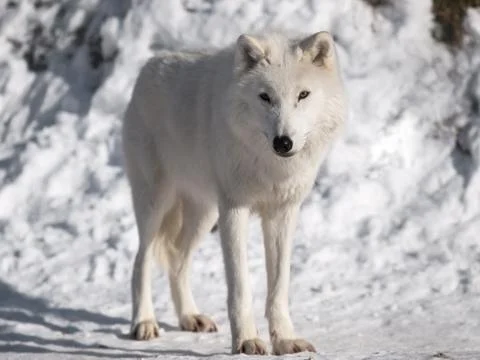 Arctic wolf in winter Stock Photos