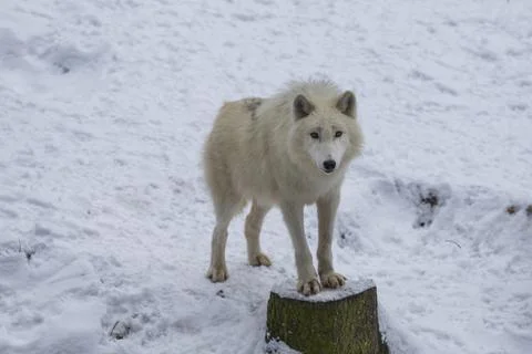 Arctic wolf in winter Stock Photos