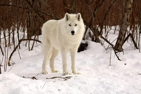 Arctic Wolf in winter Stock Photos