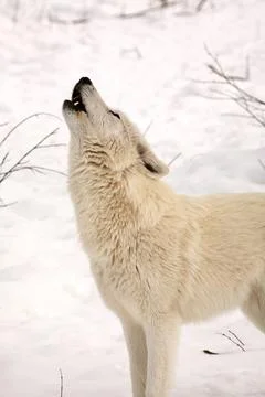 Arctic Wolf in winter Stock Photos