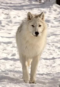 Arctic Wolf in winter Stock Photos