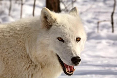 Arctic Wolf in winter Stock Photos
