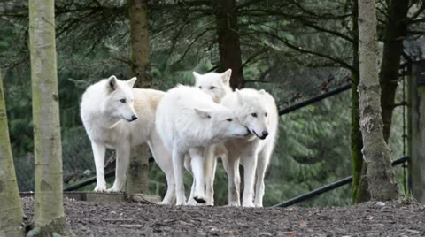 Arctic Wolfs Stock Footage 33848194
