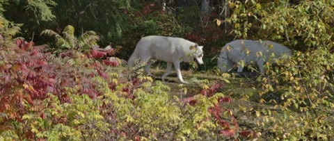 Arctic wolves in the autumn forest preparing for coming winter Stock Footage 140266785