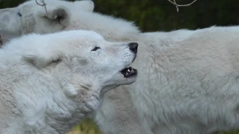 Arctic Wolves Howling Together Stock Footage 312409500