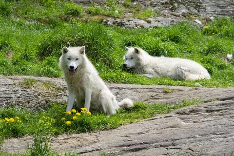 Arctic Wolves. Stock Photos